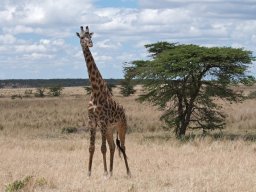 Bologonja_Seronera2009-45